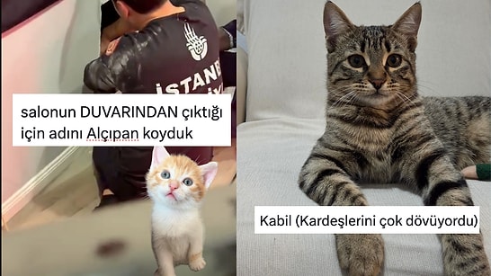 Kedilerinin İsimlerinin Veriliş Hikayelerini Anlatan Kullanıcılar Gülümsetti