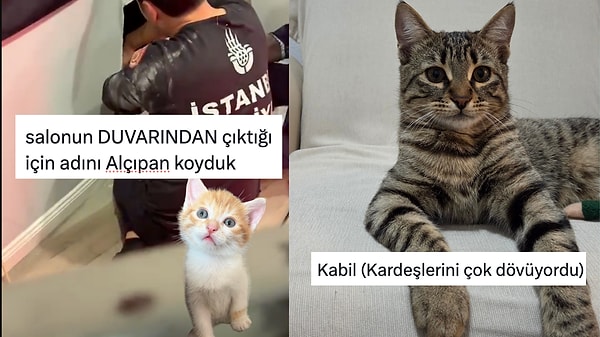 Kedilerinin İsimlerinin Veriliş Hikayelerini Anlatan Kullanıcılar Gülümsetti