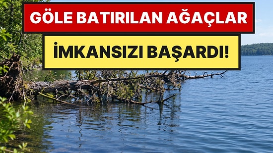 Göle Bırakılan Ağaçlar 11 Yıl Sonra Meyvesini Verdi: Ödül Bile Verildi