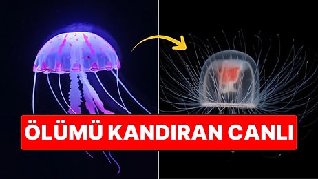 Ölümsüz Canlı Yaralanınca ya da Strese Girince Bebekliğine Dönebiliyor