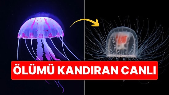 Ölümsüz Canlı Yaralanınca ya da Strese Girince Bebekliğine Dönebiliyor
