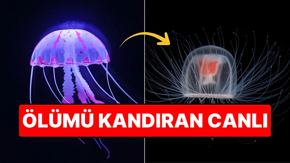 Ölümsüz Canlı Yaralanınca ya da Strese Girince Bebekliğine Dönebiliyor