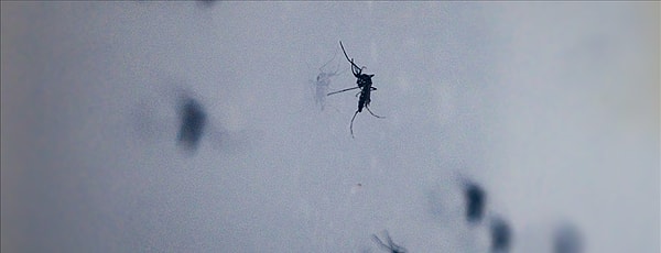 Shamonda virüsü Culicoides türü küçük sokucu sineklerle bulaşıyor