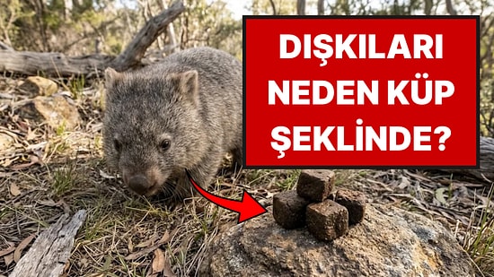 Vombatların Neden Küp Şeklinde Dışkıladığı Ortaya Çıktı: Sebebi Tahmin Edilenden Farklı