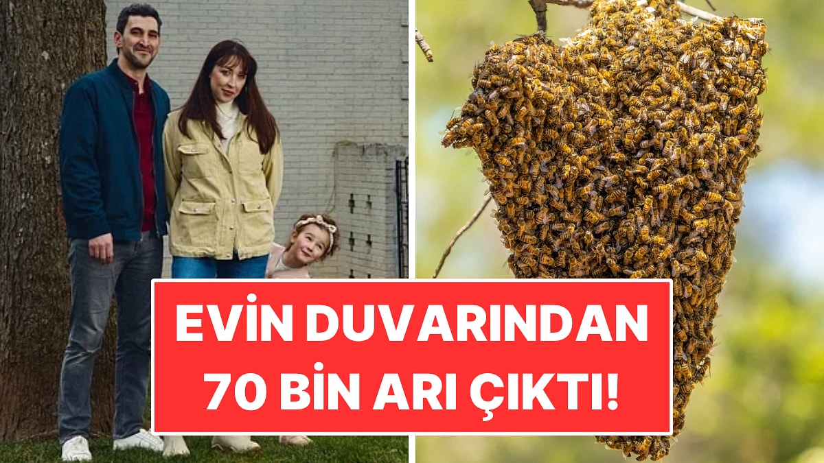 Çocuk Odada Canavar Var Dedi: Duvardan 70 Bin Arı Çıktı