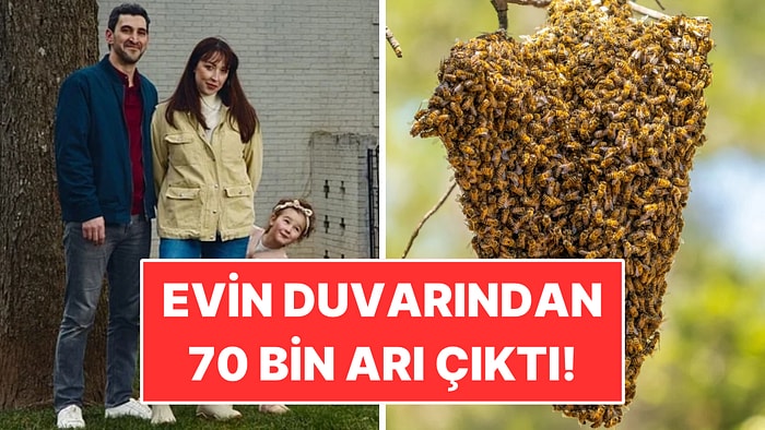 Çocuk Odada Canavar Var Dedi: Duvardan 70 Bin Arı Çıktı