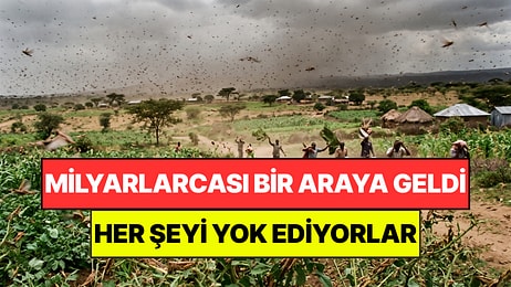 Milyarlarca Çekirge Bir Araya Geldi: Dakikalar İçinde Tarlaları Yok Ediyor