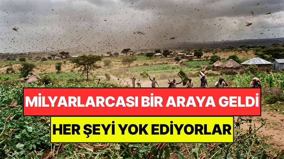 Milyarlarca Çekirge Bir Araya Geldi: Dakikalar İçinde Tarlaları Yok Ediyor