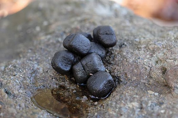 Researchers who dissected the digestive tracts of three wombats killed in traffic accidents found that their feces dry out toward the end of digestion, forming cubes.