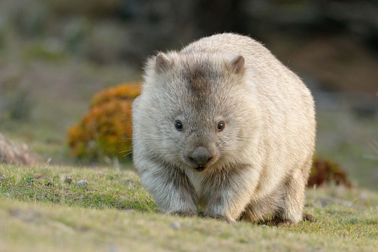 Scientists Finally Discover Why Wombats Poop in Cubes