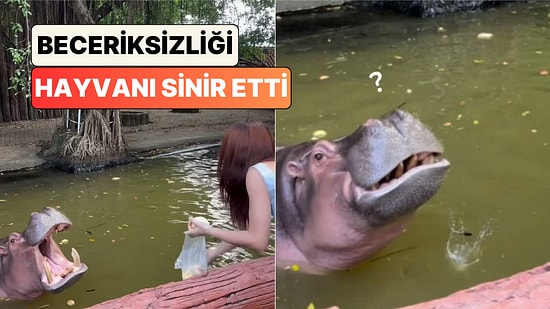 Su Aygırını Beslemeye Çalışan Bir Genç Kadın Meyveyi Ağzına Atamayınca Hayvanın Sinirini Bozdu
