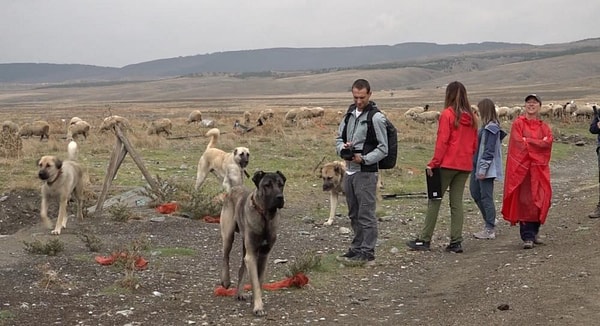 İtalyan eğitmenlere göre Türk çoban köpekleri havlamakla yetinmeyip doğrudan tehdidin üzerine gidiyor.