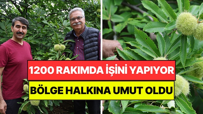 1200 Rakımda Fidan Dikti: Yaptıklarıyla Bölge Halkına Umut Oldu