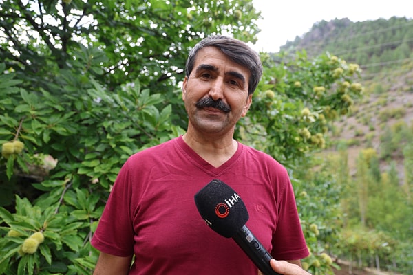 Naci Yıldızan, 2006 yılında Saimbeyli'deki bahçesine diktiği kestane fidanlarından üçüncü yılda ürün almaya başladı.