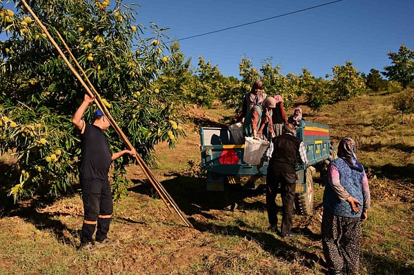 Erkekler sırıkla dalları silkeliyor, kadınlar dikenli kozalakları topluyor