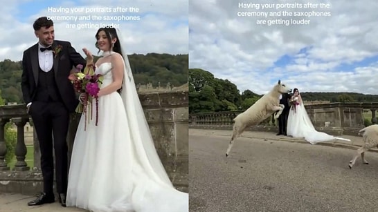 Flock of Sheep Surprises Newlyweds During Romantic Wedding Photoshoot
