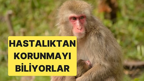 Japon Makakları da Hastalık Kapmamak İçin Kirli Yiyeceklerden Kaçınıyor