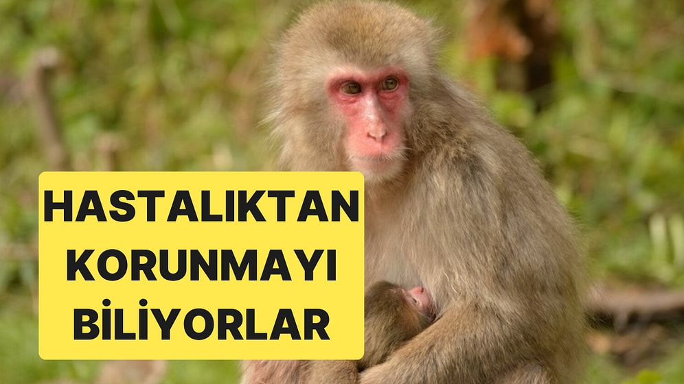 Japon Makakları da Hastalık Kapmamak İçin Kirli Yiyeceklerden Kaçınıyor