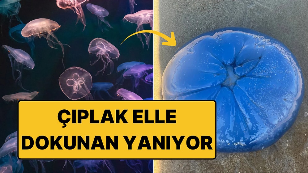 Süveyş Kanalı'ndan Gelip Türkiye Kıyılarına Ulaştı: Dokunanı Yakıyor