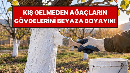 Meyve Ağaçlarının Gövdelerini Kış Gelmeden Beyaza Boyamak Gerekiyor
