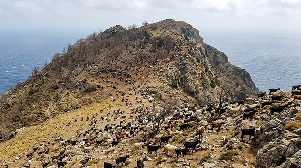 15 yıl içinde keçilerin sayısının 12 ila 20 bine ulaştığı tahmin edildi, ormanlar zirveye kadar tahrip oldu.
