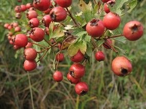 Tiny Fruit Packed With Giant Benefits: Why You Should Try Hawthorn