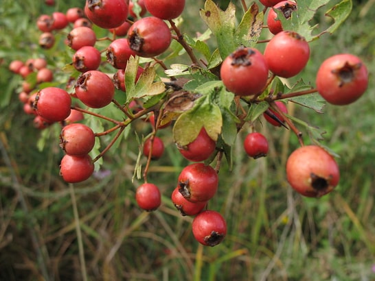 Tiny Fruit Packed With Giant Benefits: Why You Should Try Hawthorn