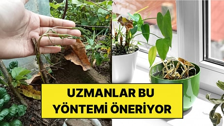 Bitkilerin Kuruyan Yapraklarını Kesmek Zararlı mı? Uzmanların Önerdiği Yöntem Açıklandı