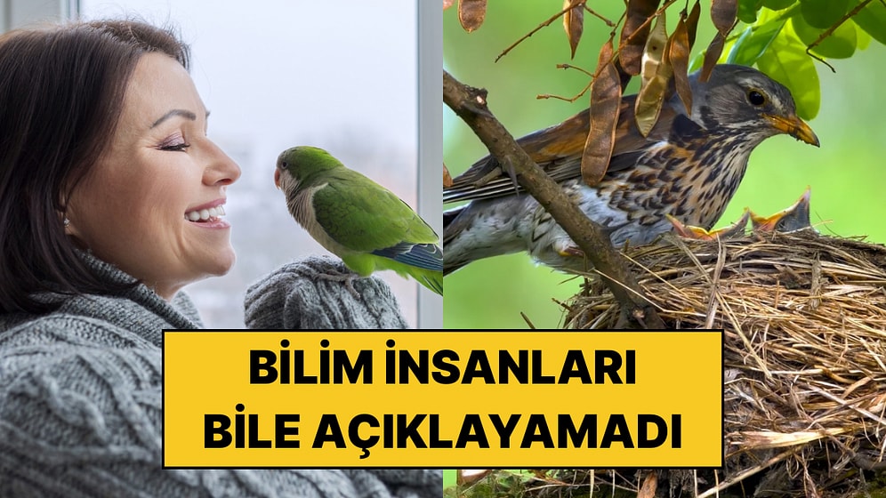 Kuşlar Kadınlardan Daha Çok mu Korkuyor? Bilim İnsanları 37 Türü İnceledi, Sonuç Şaşırttı!