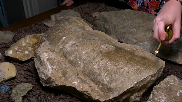 Royal Saskatchewan Müzesi uzmanları, fosilin Ordovisyen dönemine ait bir nautiloid olduğunu belirledi.