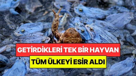 Getirdikleri Sevimli Hayvan Ülkeyi Esir Aldı: Yılanlar ve Timsahlar Bile Kaçıyor