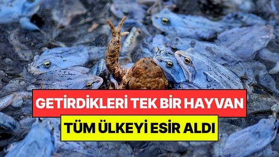 Getirdikleri Sevimli Hayvan Ülkeyi Esir Aldı: Yılanlar ve Timsahlar Bile Kaçıyor