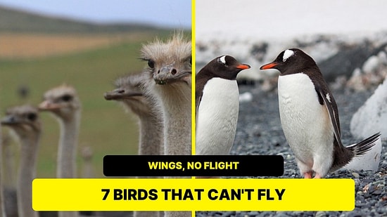 7 Birds That Have Wings But Can't Fly