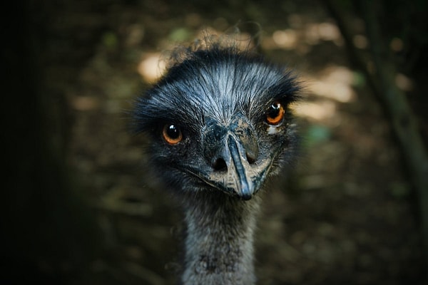 Like the emu, the kiwi and the cassowary belong to the ratites.