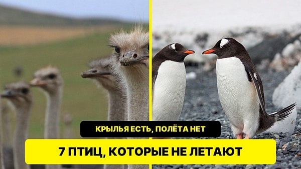 7 птиц, которые не летают