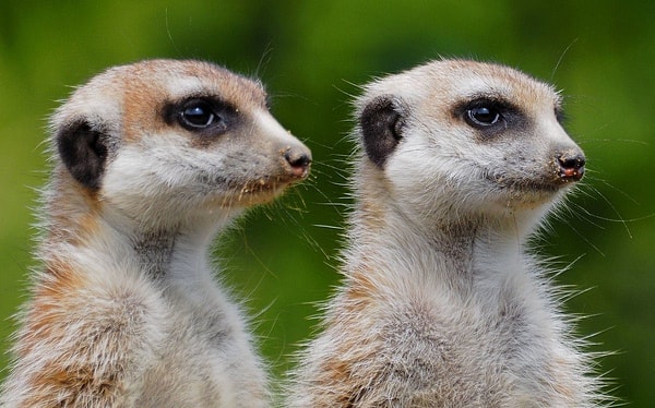 Life in the Kalahari means scorching days, freezing nights and a home underground.