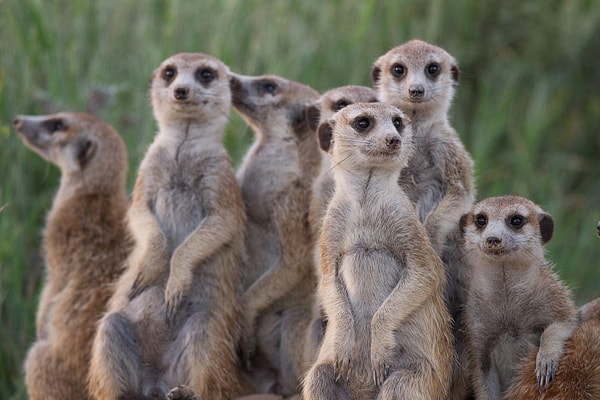 A meerkat colony is a family affair, usually led by a dominant pair.