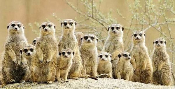 While the group feeds, a sentinel keeps watch and sounds the alarm.