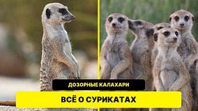 Сурикаты: всё о знаменитых дозорных пустыни Калахари