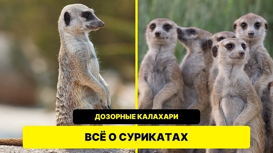 Сурикаты: всё о знаменитых дозорных пустыни Калахари