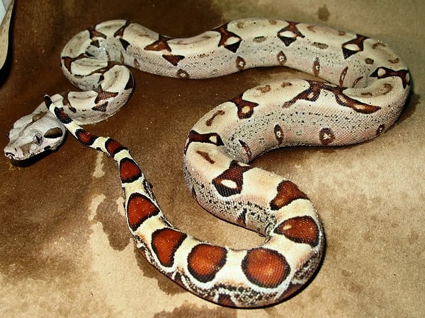The red-tailed boa gets its name from the reddish markings toward its tail.