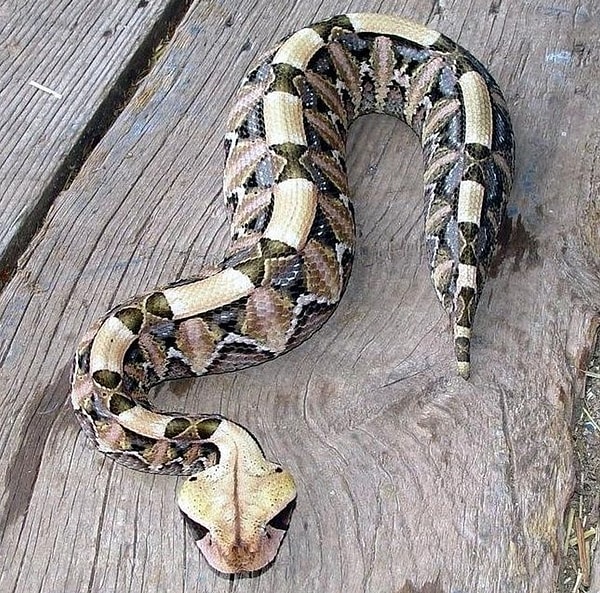 The Gaboon viper: a pattern like a painting and the longest fangs of any snake.