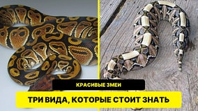 Удав, питон и гадюка: три змеи с эффектными узорами