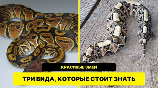 Удав, питон и гадюка: три змеи с эффектными узорами