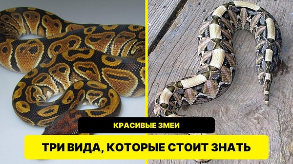 Удав, питон и гадюка: три змеи с эффектными узорами