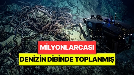 Denizin Dibinde Bulduklarına İnanamadılar: Milyonlarca Yılan Balığı Aynı Noktaya Toplandı