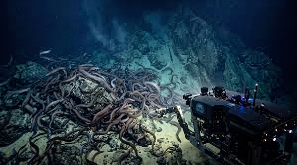 CSIRO ekibi, 2023 ile 2025 arasında sonar ve kamera görüntüleriyle sayıyı hesapladı.