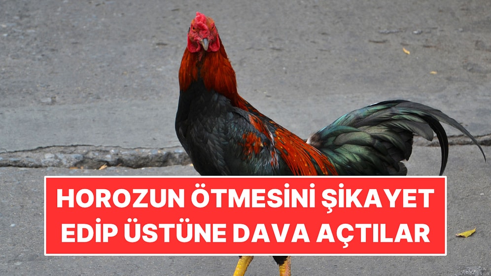 Horozun Ötmesinden Şikayet Edip Dava Açtılar