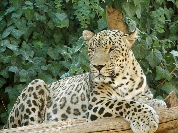 Türkiye'de nesli tükendiği söylenen vahşi kedi türü Anadolu Parsı, latince adıyla Panthera pardus tulliana, ülkemizde tekrardan ortaya çıktı.