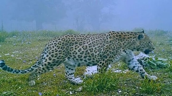 İşte geçtiğimiz gün kaydedilen Anadolu'nun gizemli efsanesine ait o benzersiz fotoğraf 😍